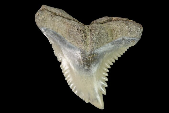 Snaggletooth Shark (Hemipristis) Tooth - Aurora, NC #143866